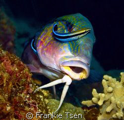 A pair of cleaner wrasse cleaning Goatfish. D70s, 60mm. K... by Frankie Tsen 